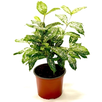 Cây trúc Nhật đốm bầu đất